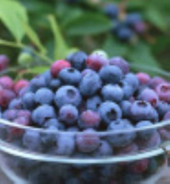 Bilberry Extract